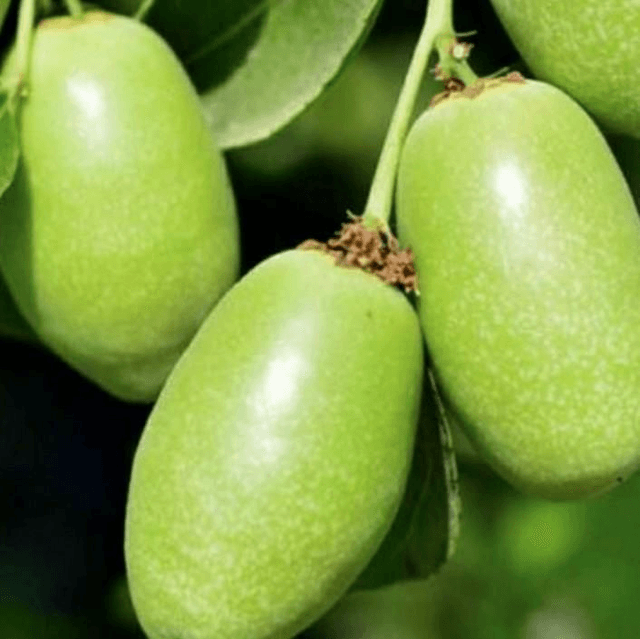 Sandalwood Extract 2ml