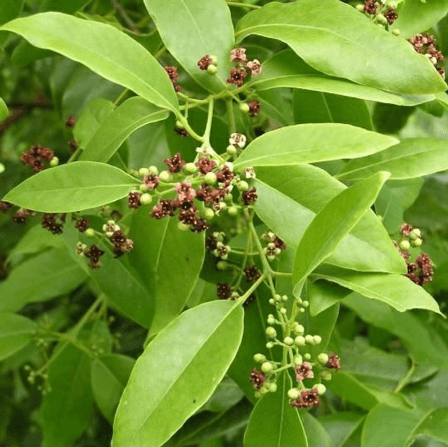 Sandalwood Extract 2ml