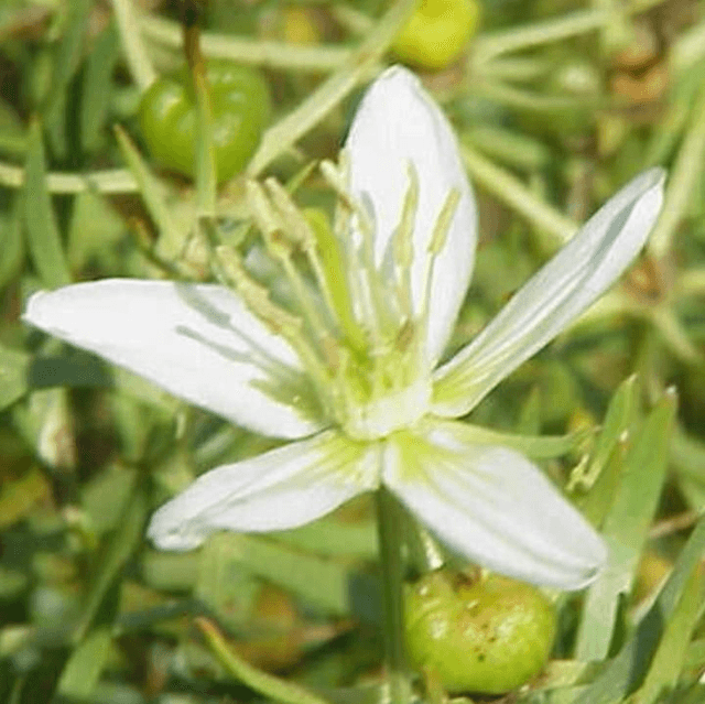 Syrian Rue Seeds 20g 